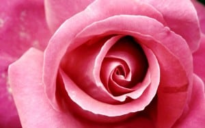 Pink Rose - hdwallpapers.in